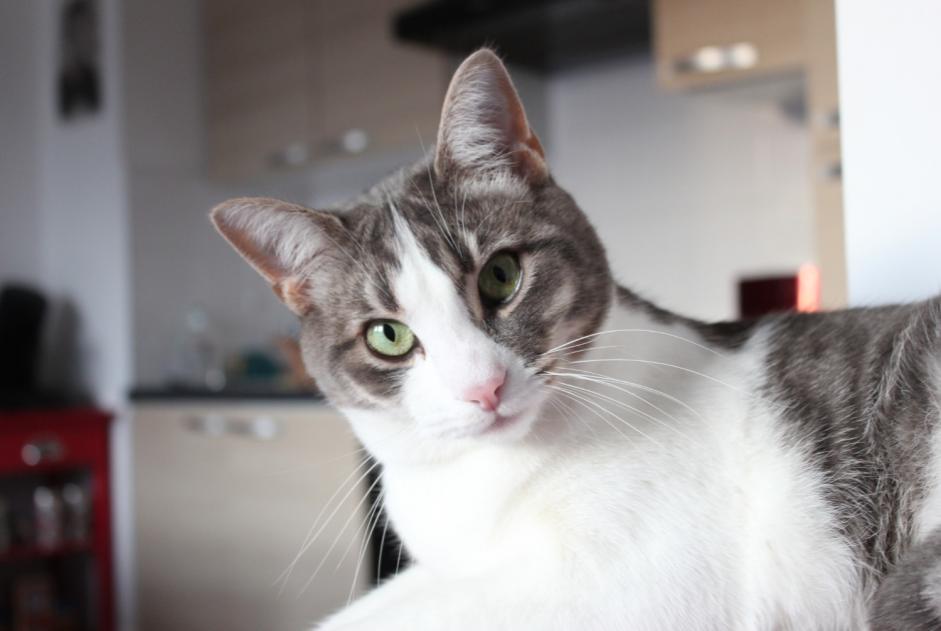 Vermisstmeldung Katze Männliche , 8 jahre Hanvec Frankreich