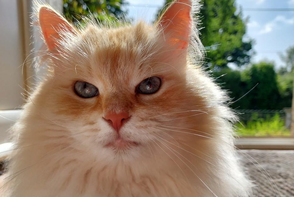 Disappearance alert Cat  Male , 7 years Motreff France