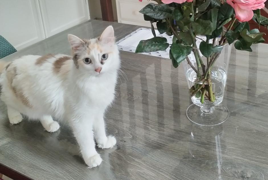 Alerta de Desaparición Gato Hembra , 1 años Saint-Pabu Francia