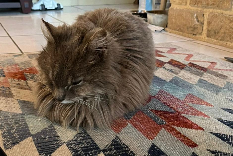 Alerte Découverte Chat Femelle Pont-de-Buis-lès-Quimerch France