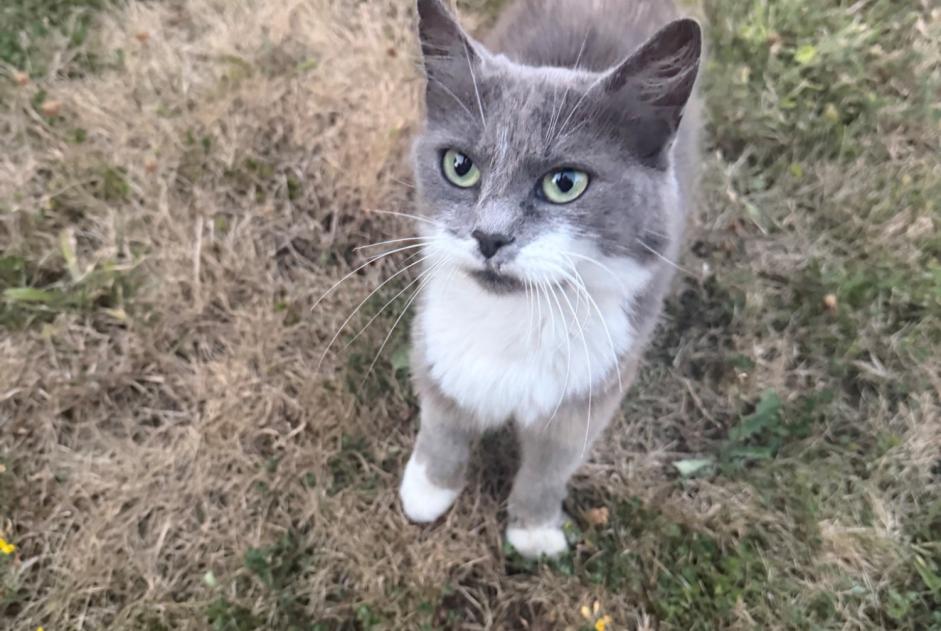 Alerte Découverte Chat Inconnu Saint-Évarzec France